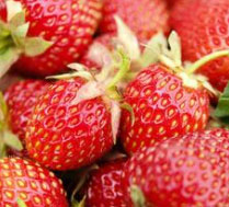 北京市区新鲜草莓送喽