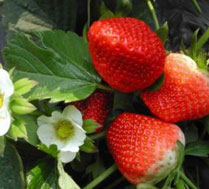 顺义常佳草莓采摘园