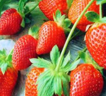 鲜美草莓采摘 接受企业用户