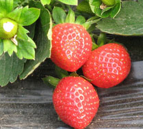 长青奶油草莓采摘园